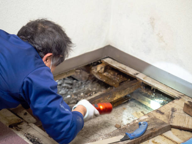 Best Emergency Mold Removal  in Lillian, AL