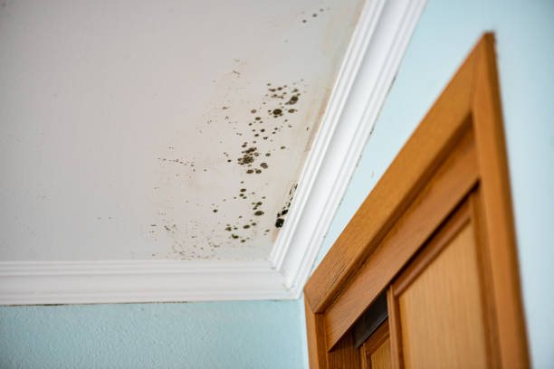 Best Affordable Mold Removal  in Lillian, AL