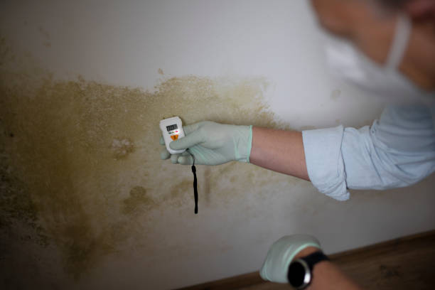 Best Attic Mold Removal  in Lillian, AL