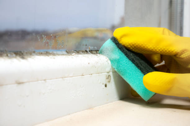 Best Mold Testing and Removal  in Lillian, AL