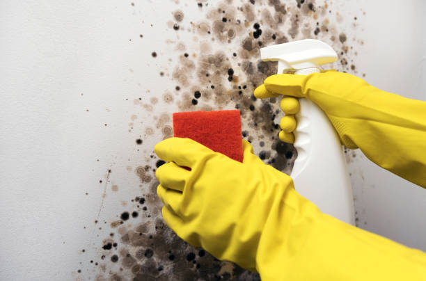 Office Mold Removal Services in Lillian, AL