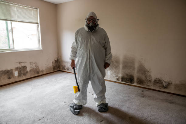 Mold Testing and Removal in Lillian, AL