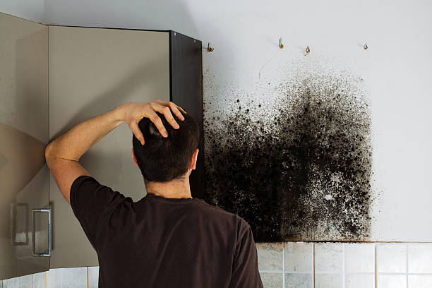 Trusted Lillian, AL Mold Removal Experts